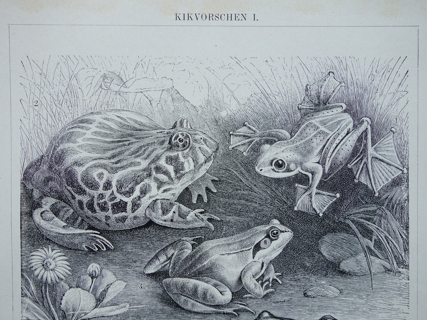 KIKKERS Oude prent uit 1932 Nederlandse originele vintage Kikker Kikvorsch illustratie vintage print