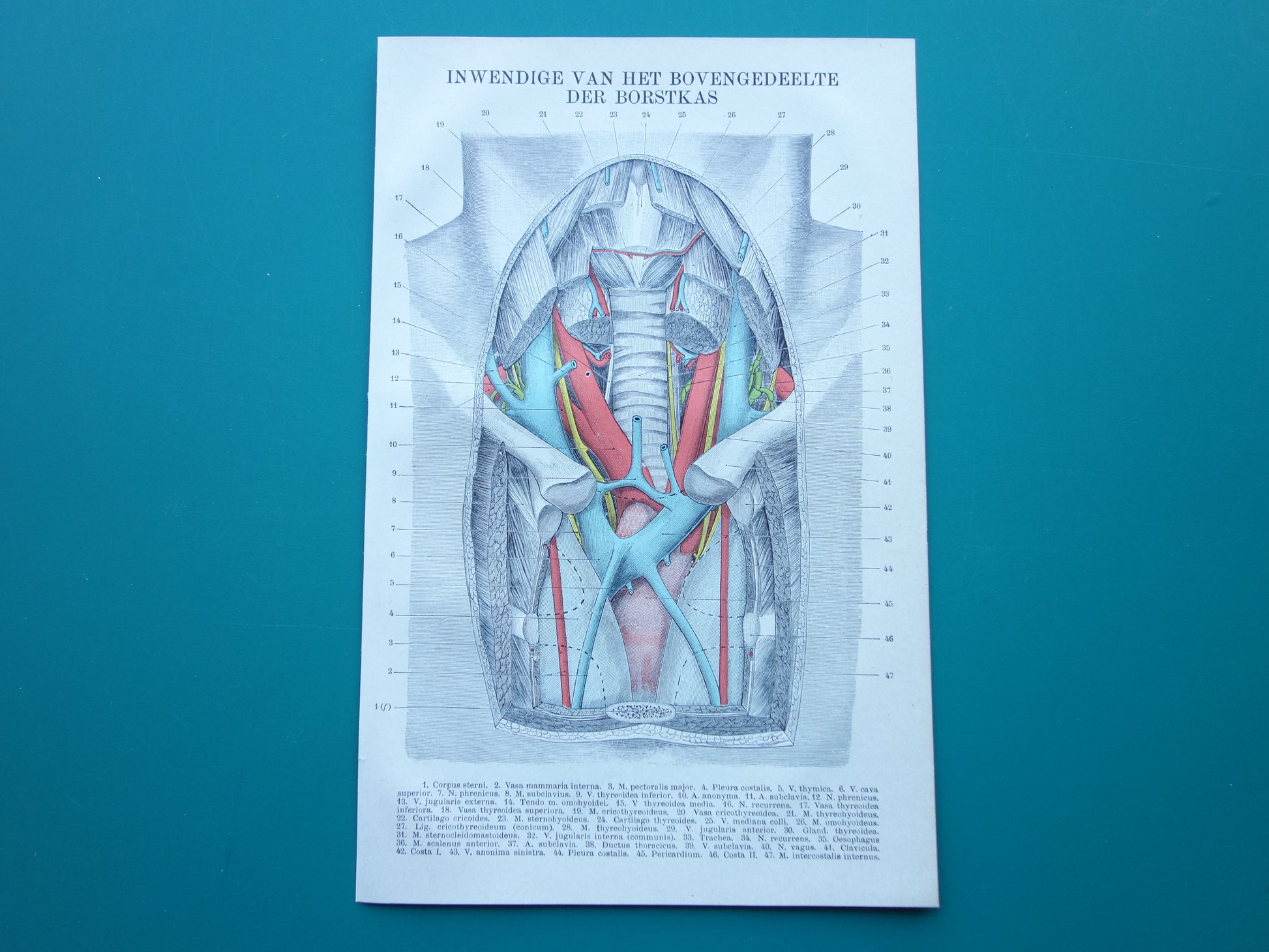 Kleine Oude Anatomie Prent Inwendige Borstkas 1915 Originele antieke Nederlandse anatomische illustratie vintage print