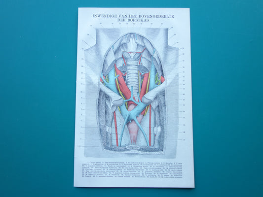 Kleine Oude Anatomie Prent Inwendige Borstkas 1915 Originele antieke Nederlandse anatomische illustratie vintage print