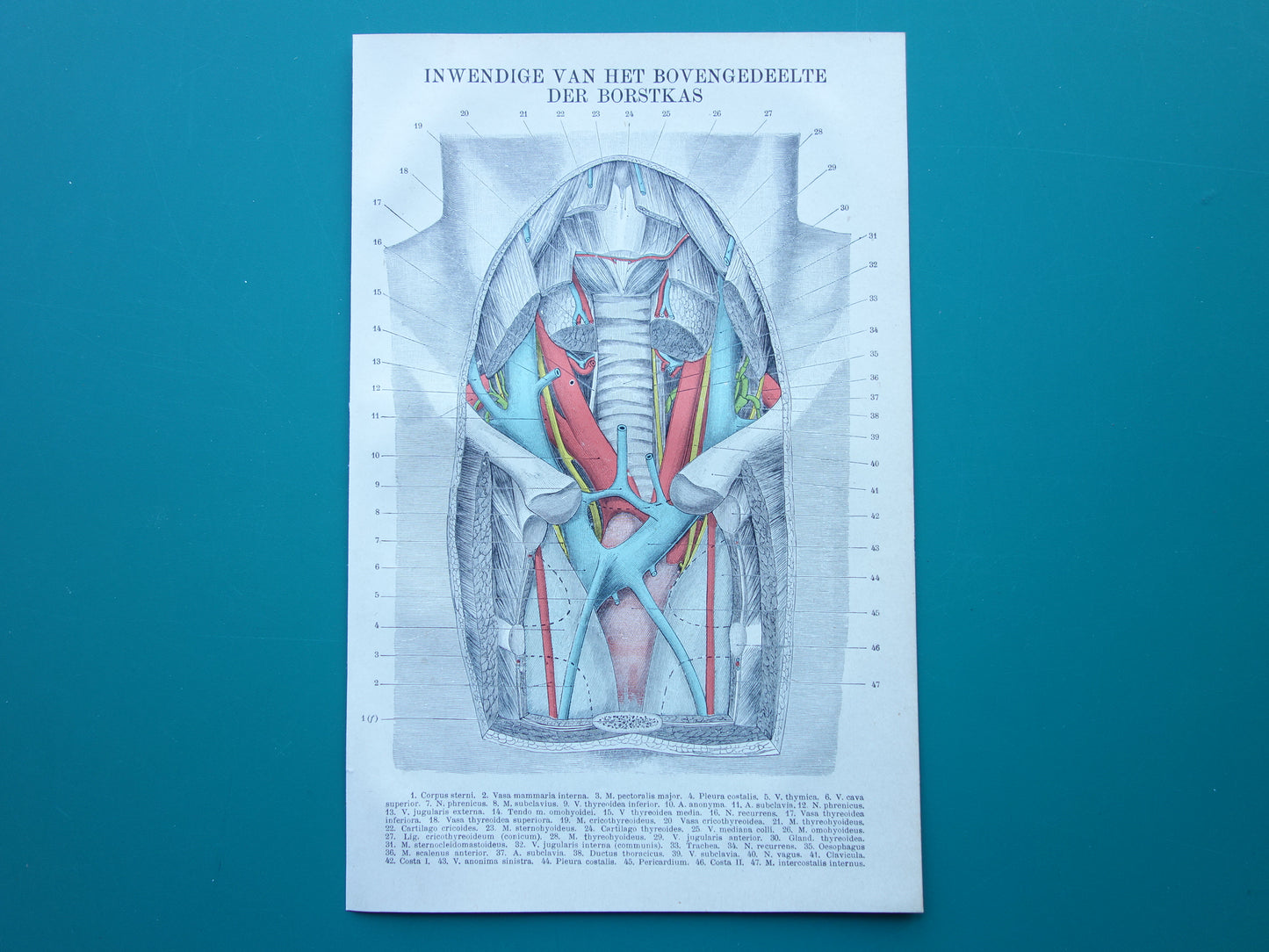 Kleine Oude Anatomie Prent Inwendige Borstkas 1915 Originele antieke Nederlandse anatomische illustratie vintage print