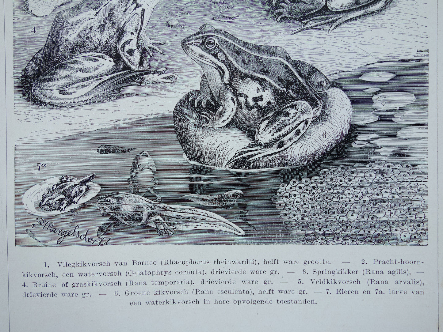 KIKKERS Oude prent uit 1932 Nederlandse originele vintage Kikker Kikvorsch illustratie vintage print