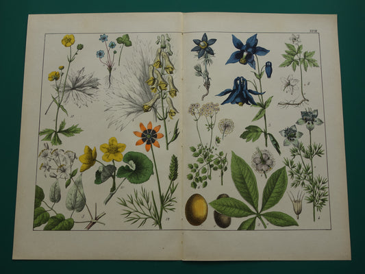 150+ Jaar Oude Botanische Prent Prachtige Antieke Illustratie - Originele Vintage Bloemen Print