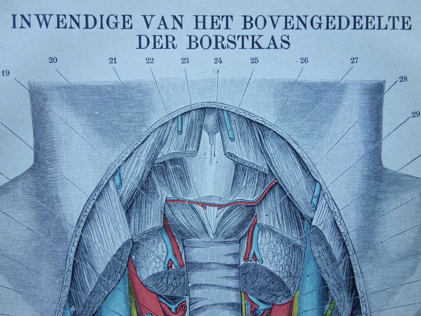 Kleine Oude Anatomie Prent Inwendige Borstkas 1915 Originele antieke Nederlandse anatomische illustratie vintage print