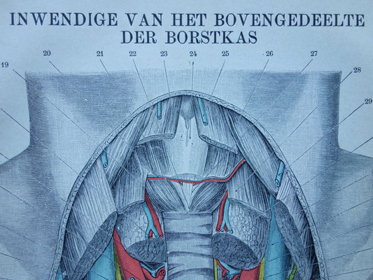 Kleine Oude Anatomie Prent Inwendige Borstkas 1915 Originele antieke Nederlandse anatomische illustratie vintage print