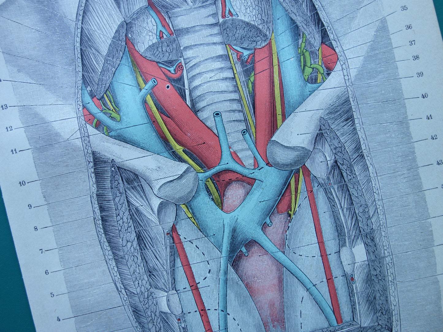 Kleine Oude Anatomie Prent Inwendige Borstkas 1915 Originele antieke Nederlandse anatomische illustratie vintage print
