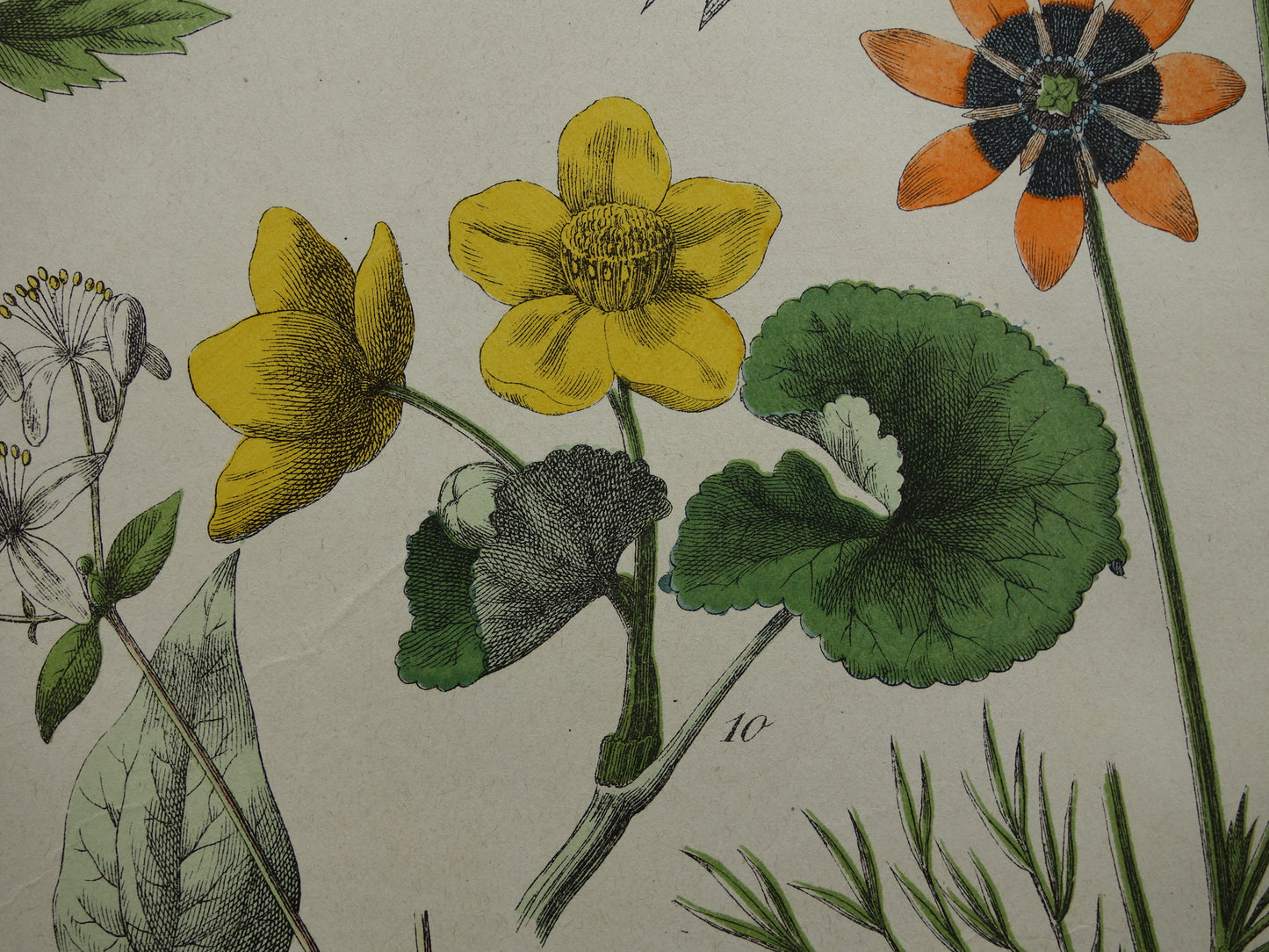 150+ Jaar Oude Botanische Prent Prachtige Antieke Illustratie - Originele Vintage Bloemen Print