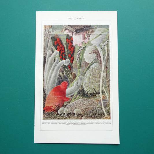 MANTELDIEREN Oude prent van manteldier 1936 originele vintage illustratie