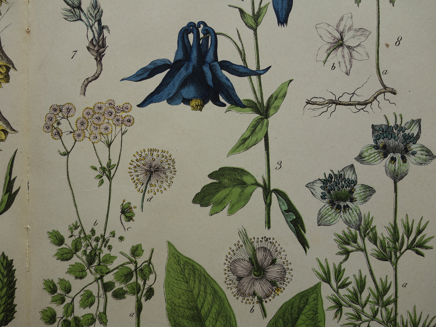 150+ Jaar Oude Botanische Prent Prachtige Antieke Illustratie - Originele Vintage Bloemen Print