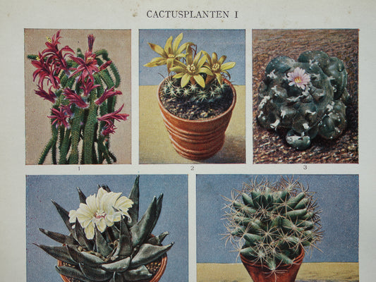 CACTUS oude prenten van Cactussen uit het jaar 1933 - originele vintage illustratie - set van 2 Nederlandse prints jaren '30