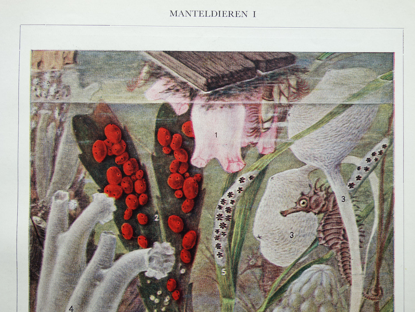 MANTELDIEREN Oude prent van manteldier 1936 originele vintage illustratie