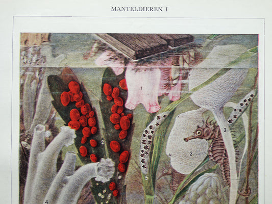 MANTELDIEREN Oude prent van manteldier 1936 originele vintage illustratie