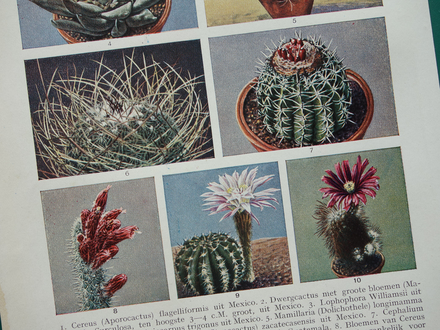 CACTUS old prints of Cactuses from the year 1933 - original vintage illustration - set of 2 Dutch prints 1930s