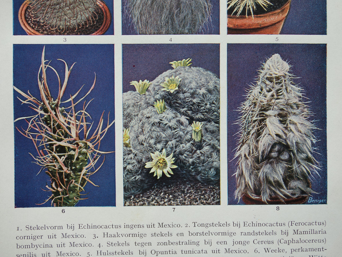 CACTUS old prints of Cactuses from the year 1933 - original vintage illustration - set of 2 Dutch prints 1930s
