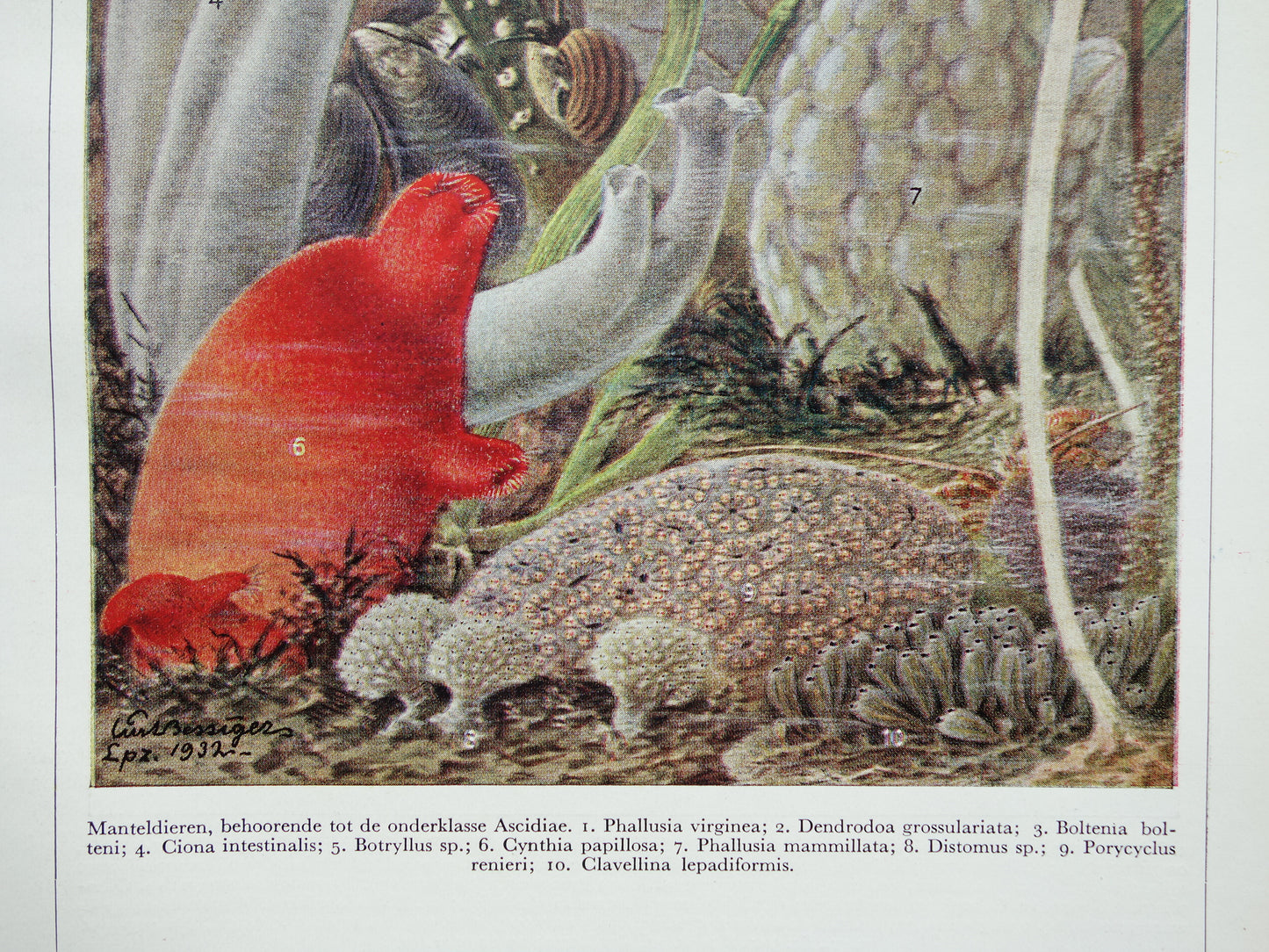 MANTELDIEREN Oude prent van manteldier 1936 originele vintage illustratie