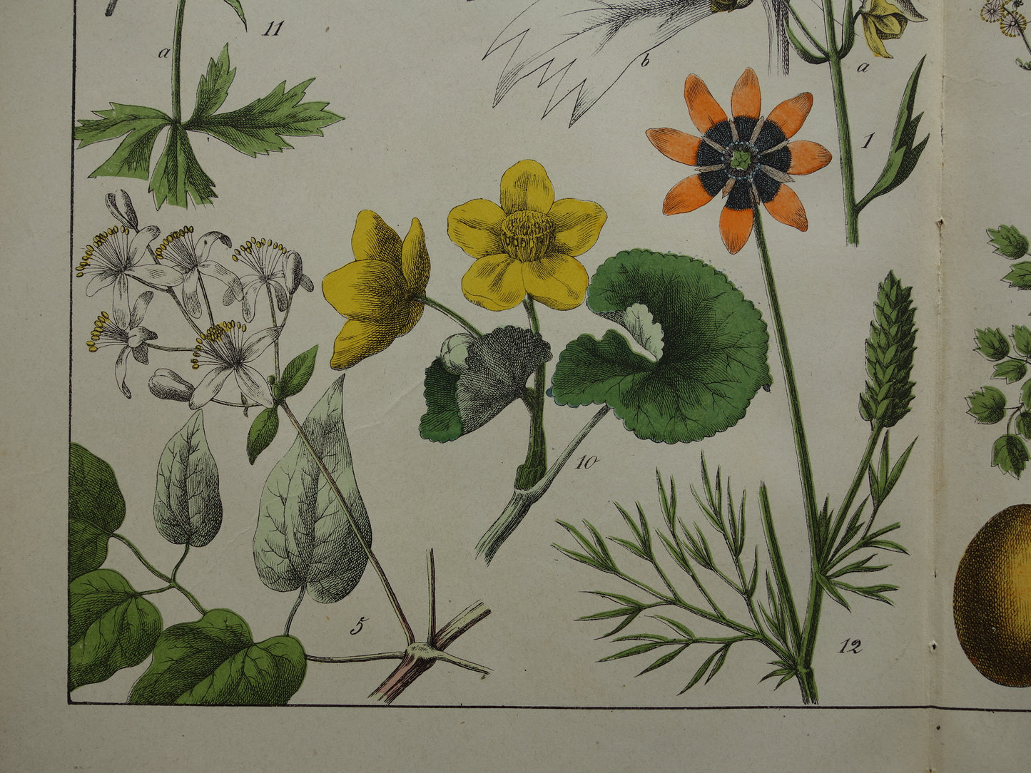 150+ Jaar Oude Botanische Prent Prachtige Antieke Illustratie - Originele Vintage Bloemen Print