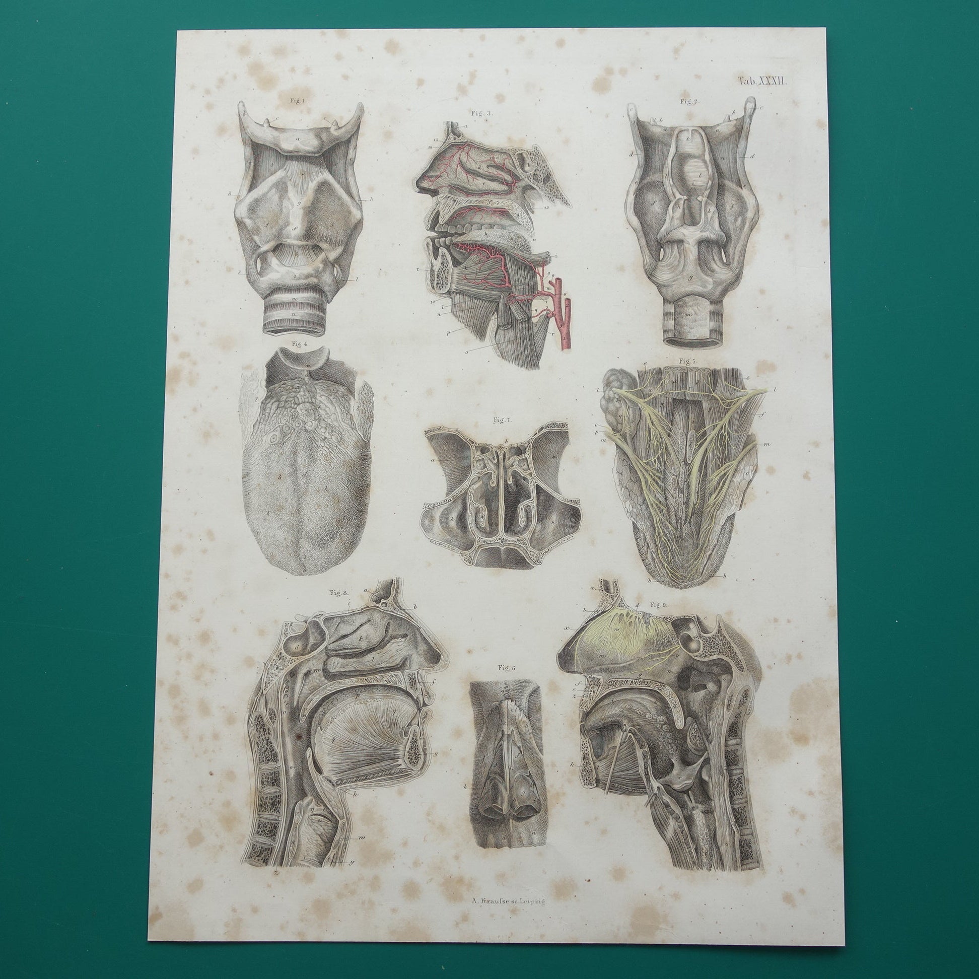 Oude anatomie print over neus keel tong 1871 Antieke prent Vintage anatomische illustratie