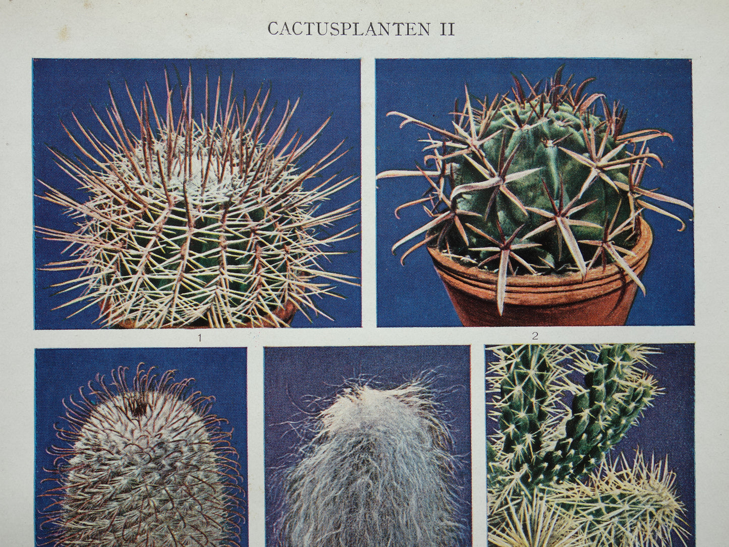 CACTUS old prints of Cactuses from the year 1933 - original vintage illustration - set of 2 Dutch prints 1930s