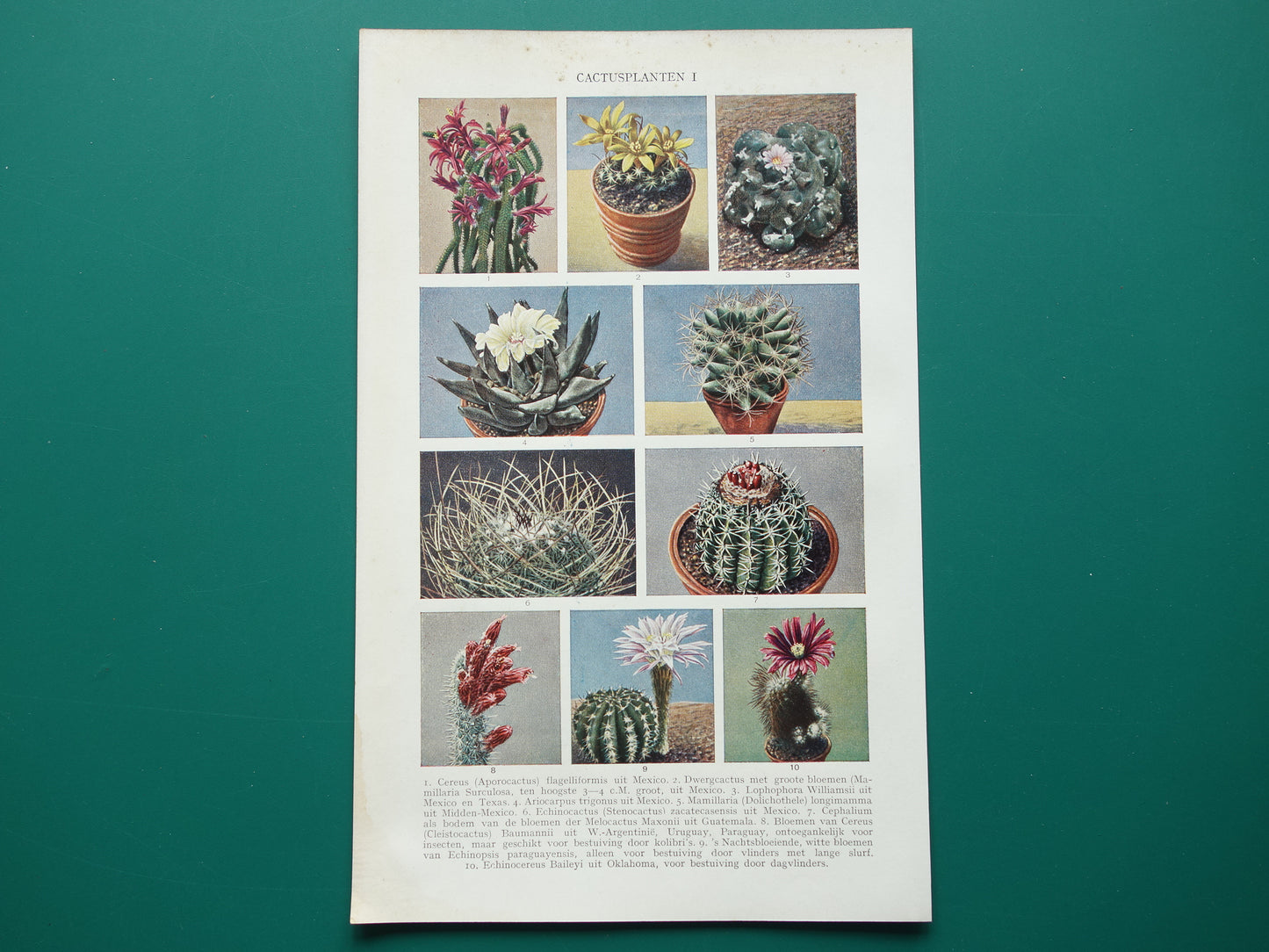 CACTUS old prints of Cactuses from the year 1933 - original vintage illustration - set of 2 Dutch prints 1930s