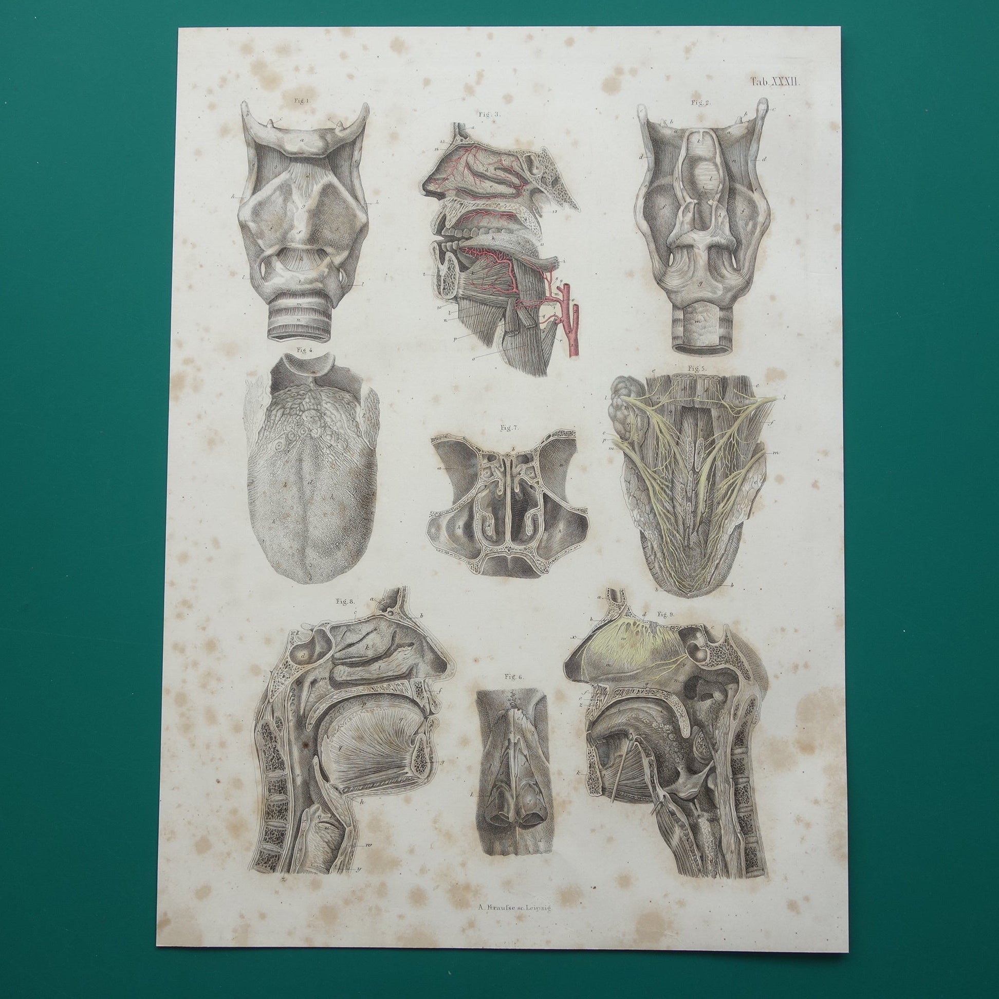 anatomische prenten muurdecoratie vintage