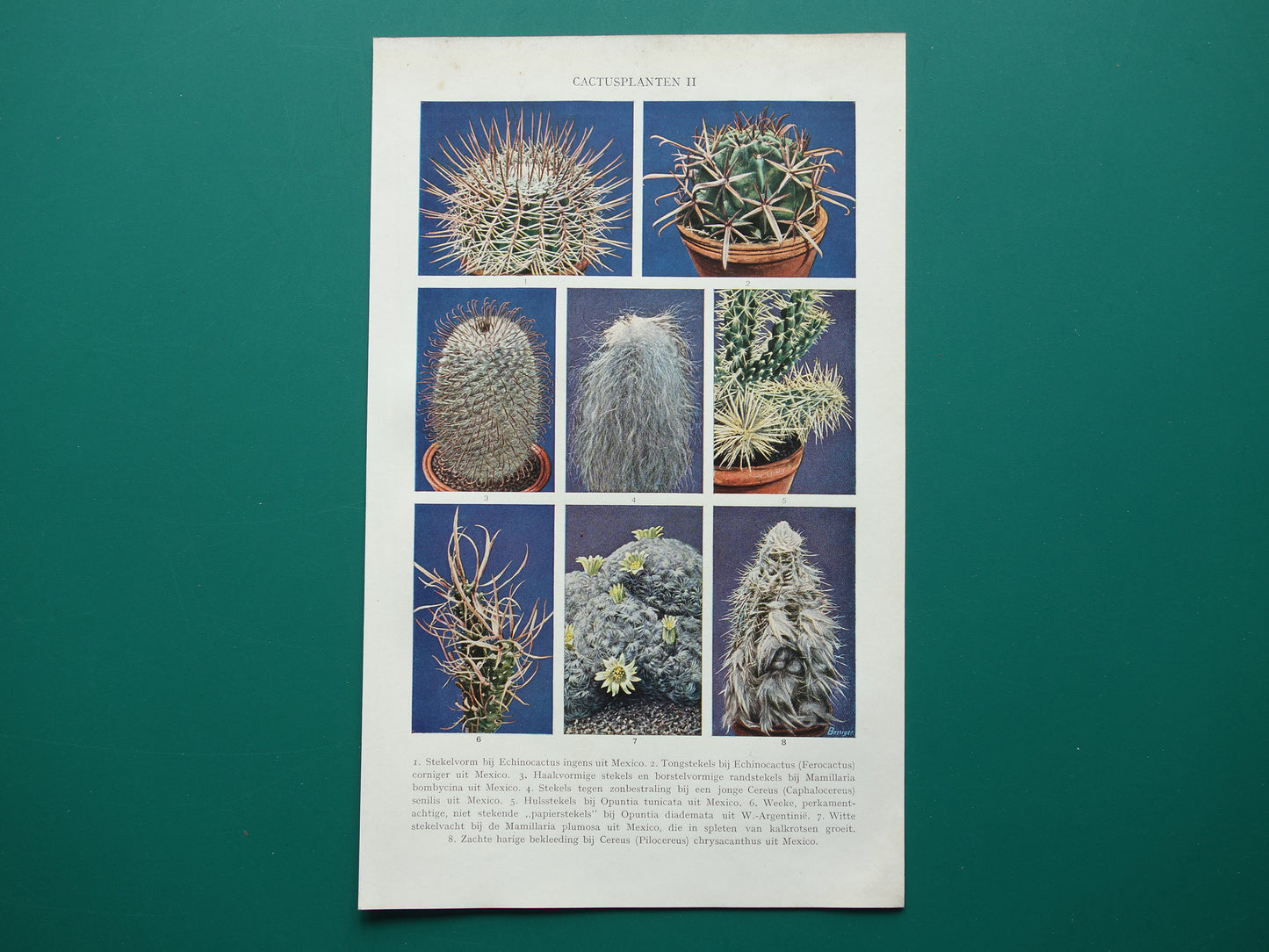 CACTUS old prints of Cactuses from the year 1933 - original vintage illustration - set of 2 Dutch prints 1930s