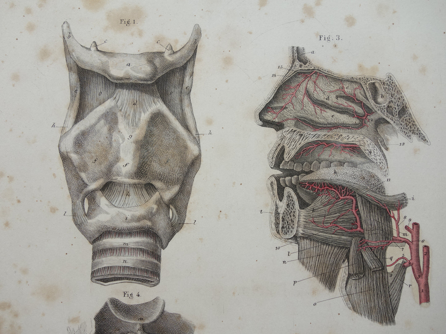 Oude anatomie print over neus keel tong 1871 Antieke prent Vintage anatomische illustratie