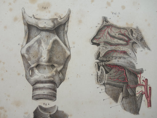 Alte Anatomie Druck über Nase Hals Zunge 1871 Antiker Stich Vintage anatomische Illustration