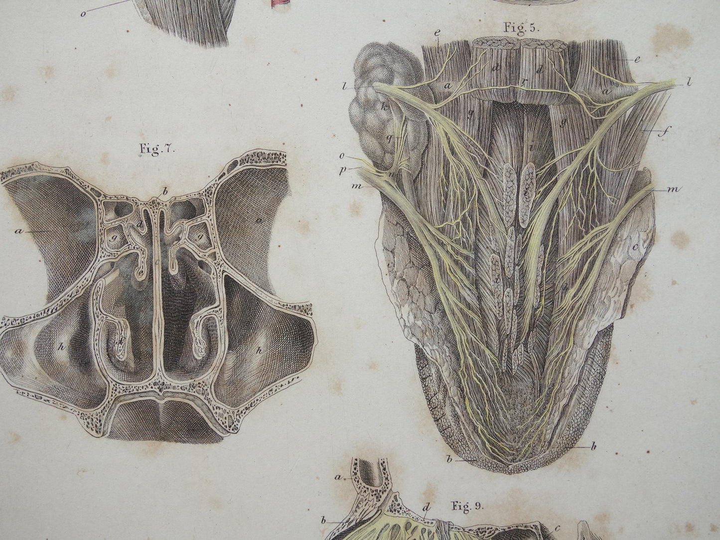 Oude anatomie print over neus keel tong 1871 Antieke prent Vintage anatomische illustratie