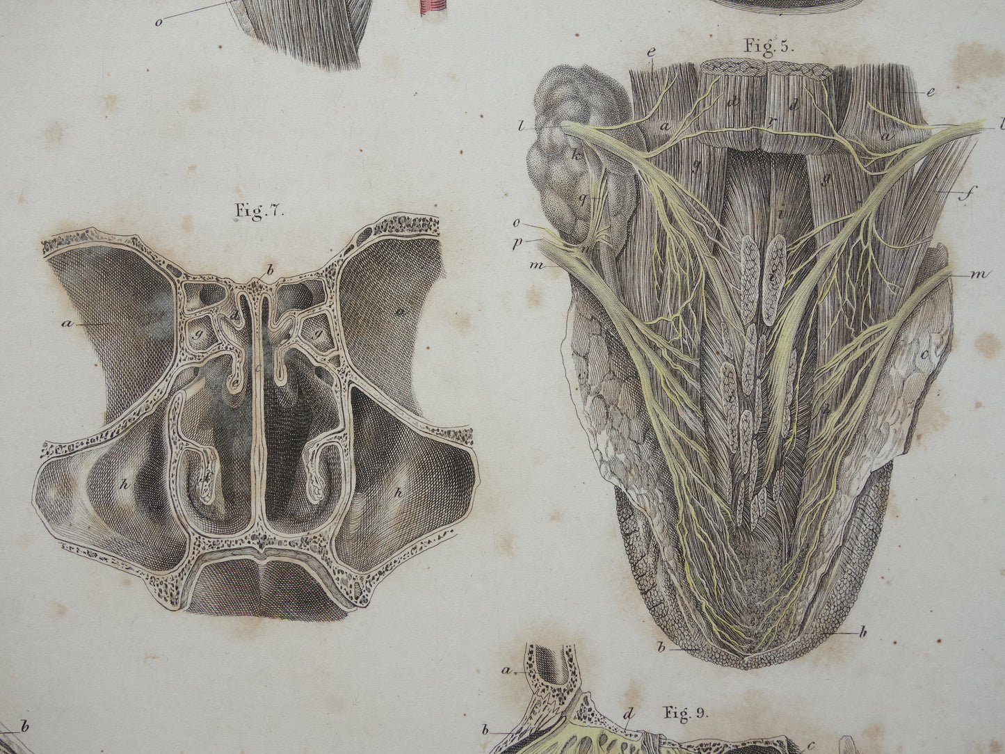 Oude anatomie print over neus keel tong 1871 Antieke prent Vintage anatomische illustratie