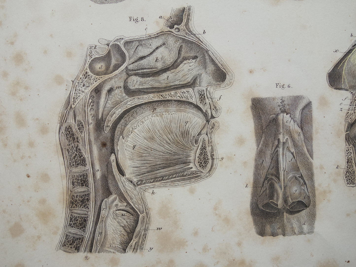 Oude anatomie print over neus keel tong 1871 Antieke prent Vintage anatomische illustratie