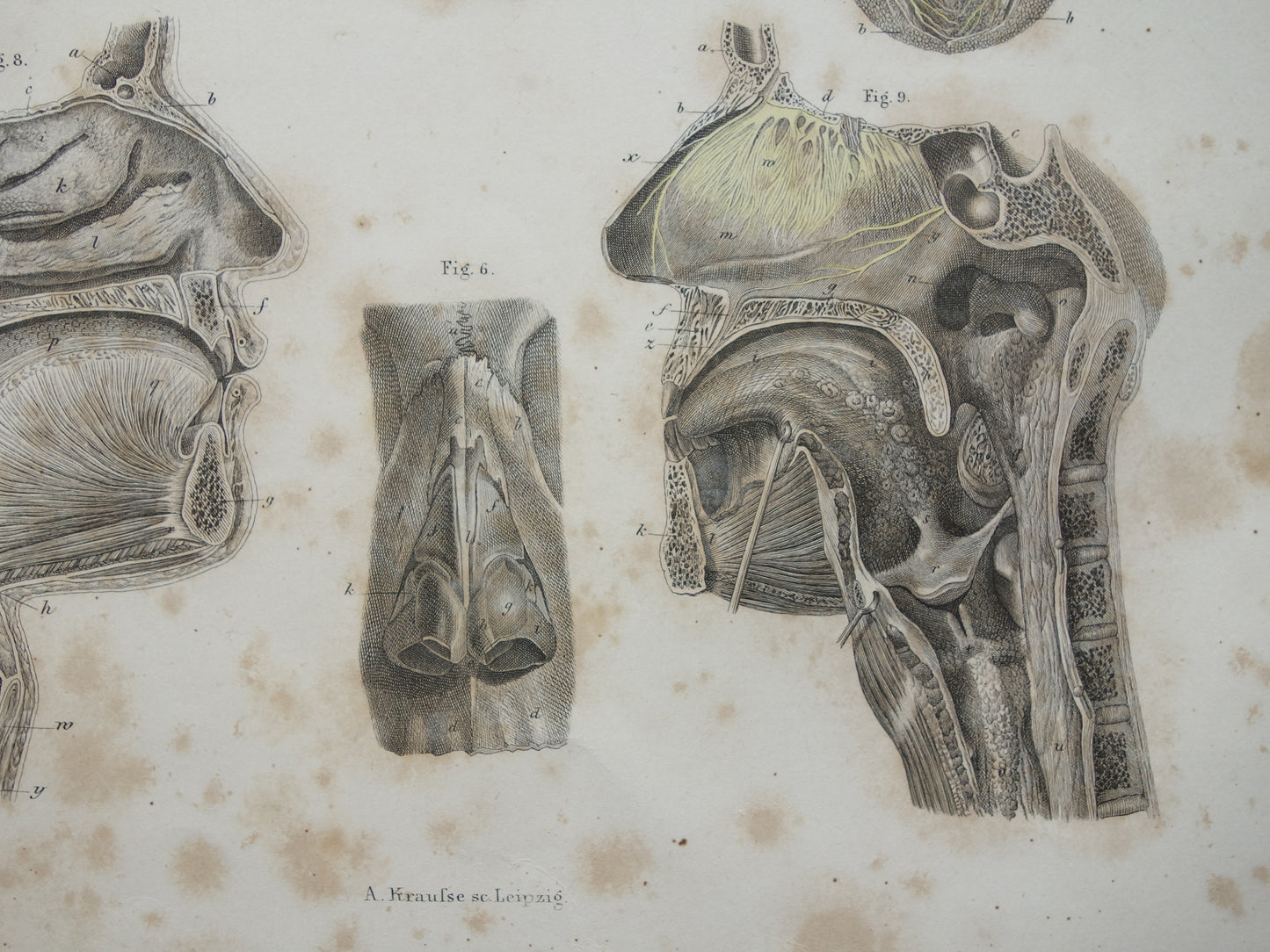 Oude anatomie print over neus keel tong 1871 Antieke prent Vintage anatomische illustratie