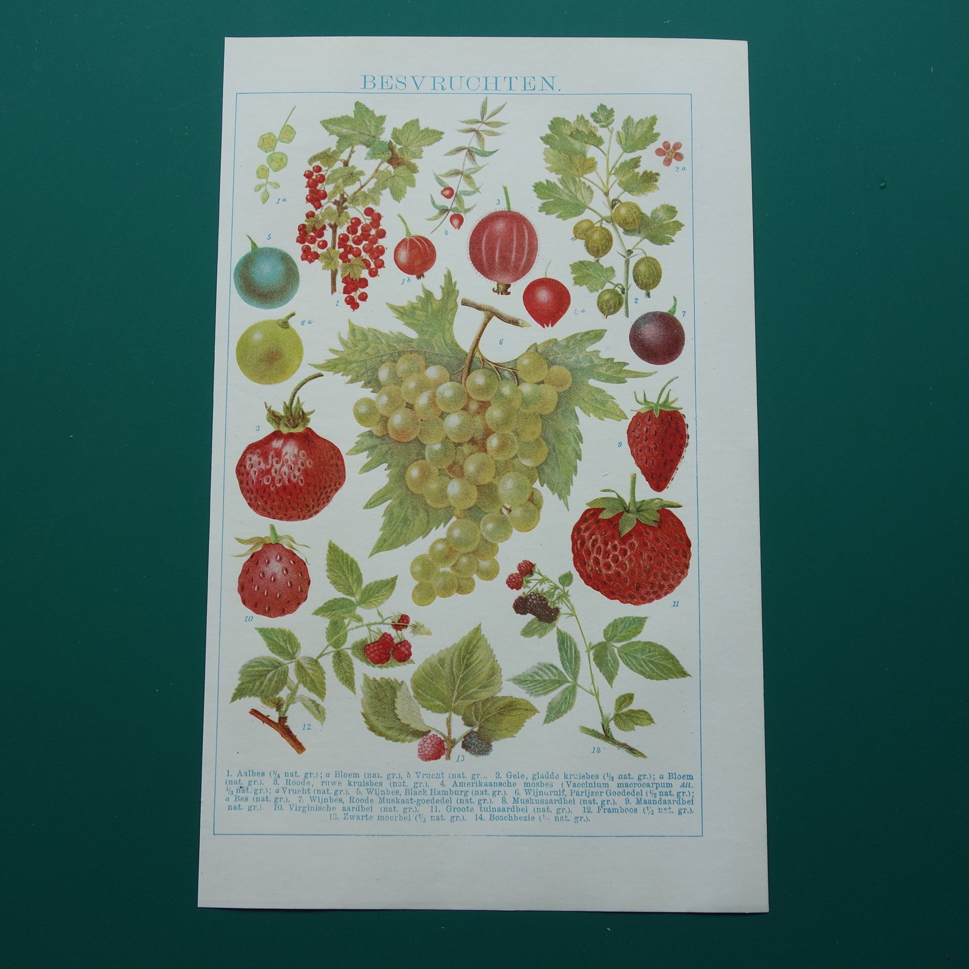 Druiven oude botanische prent uit het jaar 1921 originele antieke fruit illustratie aardbei framboos aalbes