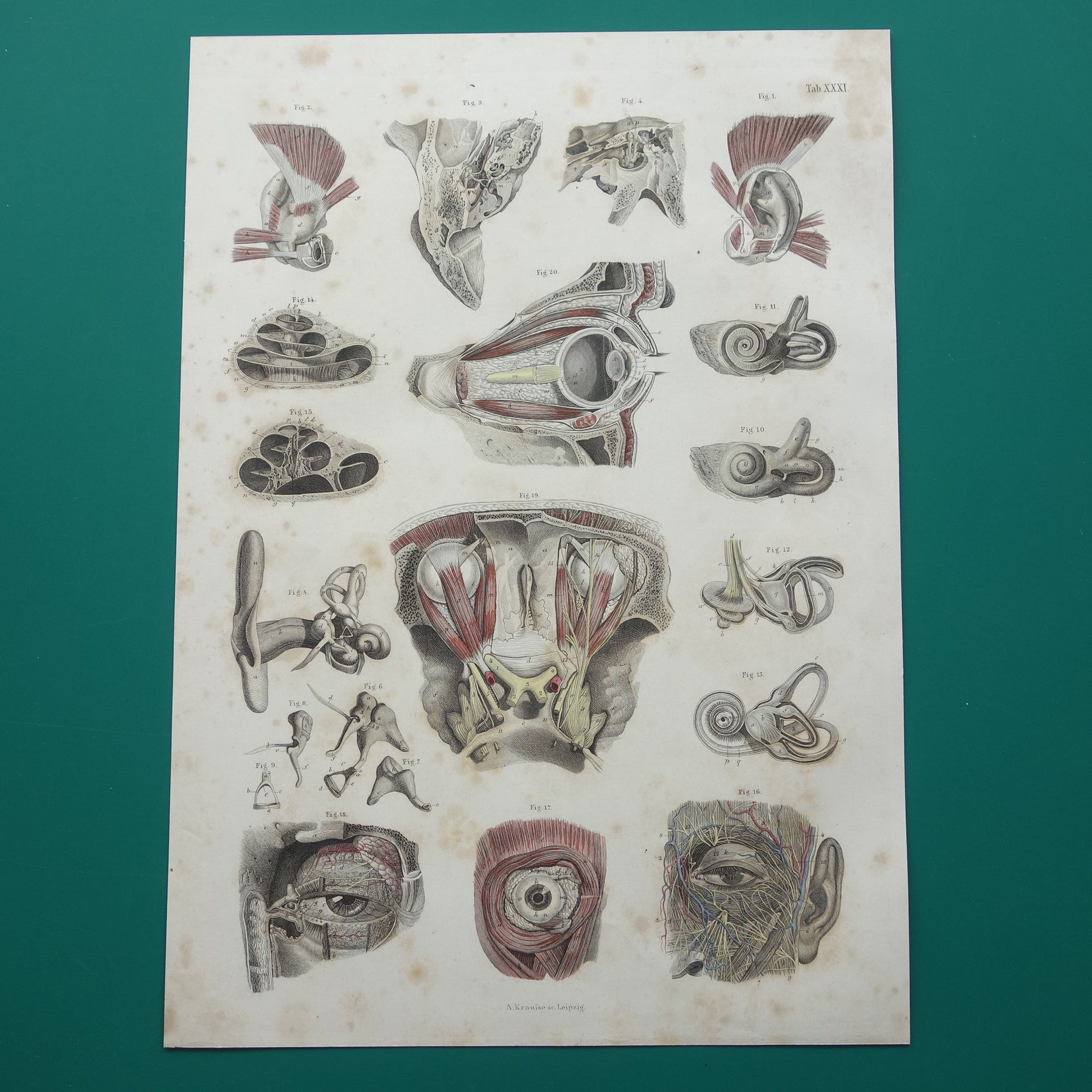 Oude anatomie print over ogen en oren 1871 Antieke prent Vintage anatomische illustratie menselijk oog en oor