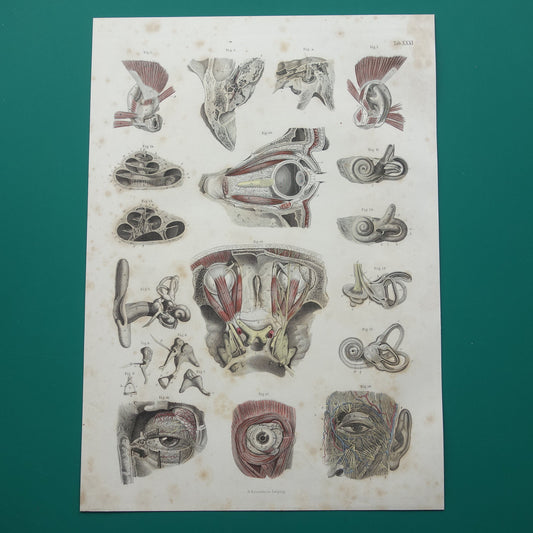 Oude anatomie print over ogen en oren 1871 Antieke prent Vintage anatomische illustratie menselijk oog en oor