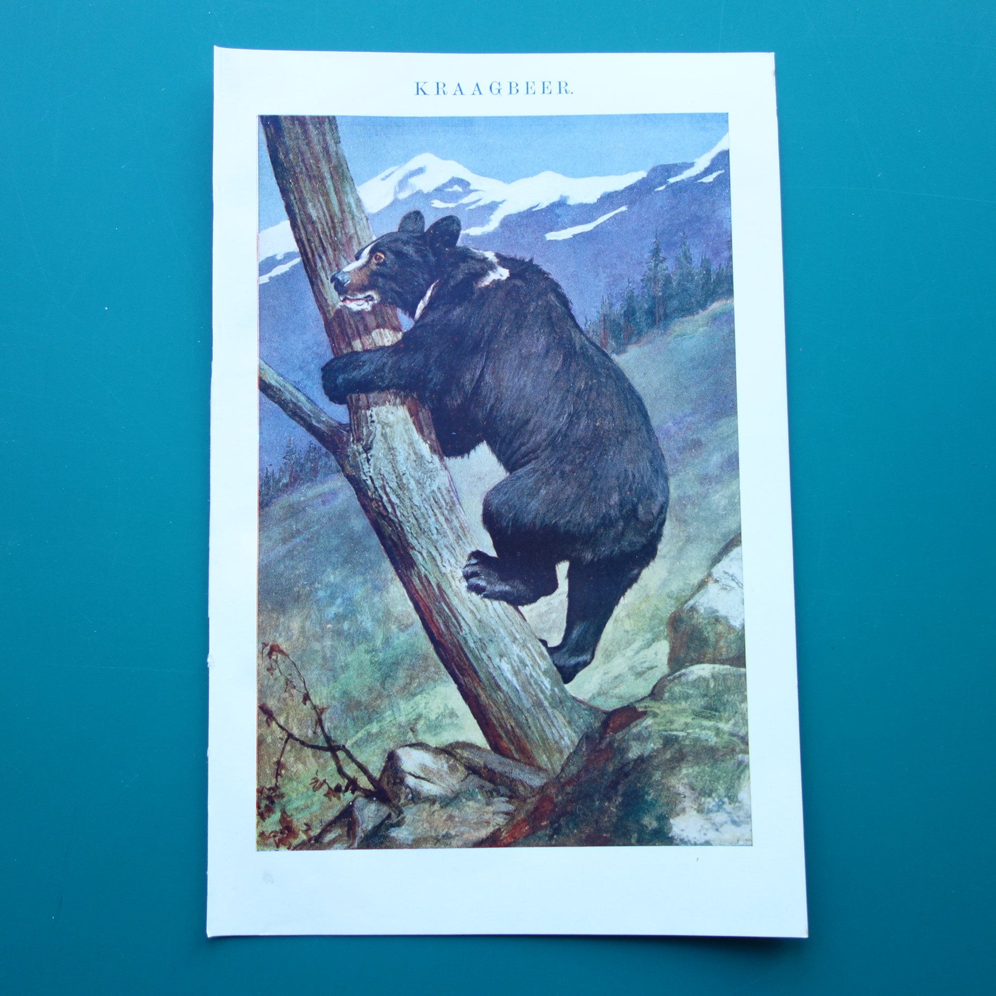 KRAAGBEER Oude Prent uit 1915 Originele antieke Nederlandse Aziatische Zwarte Beer illustratie vintage print