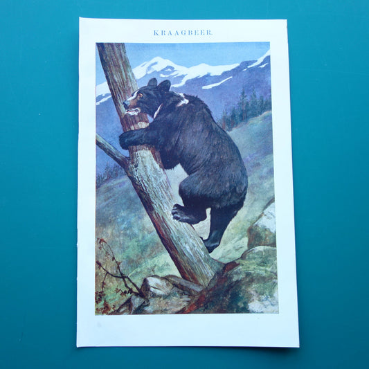 KRAAGBEER Oude Prent uit 1915 Originele antieke Nederlandse Aziatische Zwarte Beer illustratie vintage print