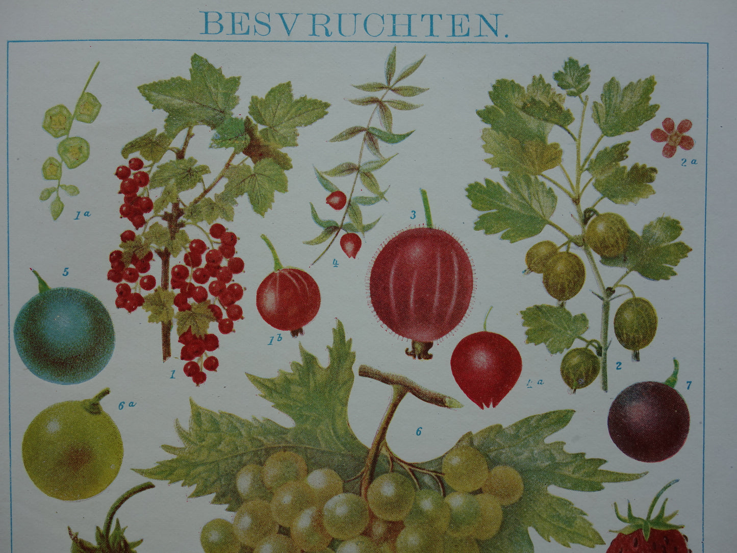 Druiven oude botanische prent uit het jaar 1921 originele antieke fruit illustratie aardbei framboos aalbes