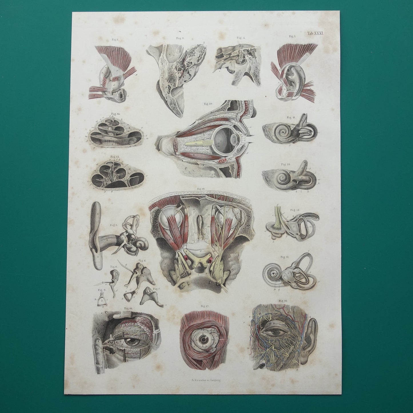 Oude anatomie print over ogen en oren 1871 Antieke prent Vintage anatomische illustratie menselijk oog en oor