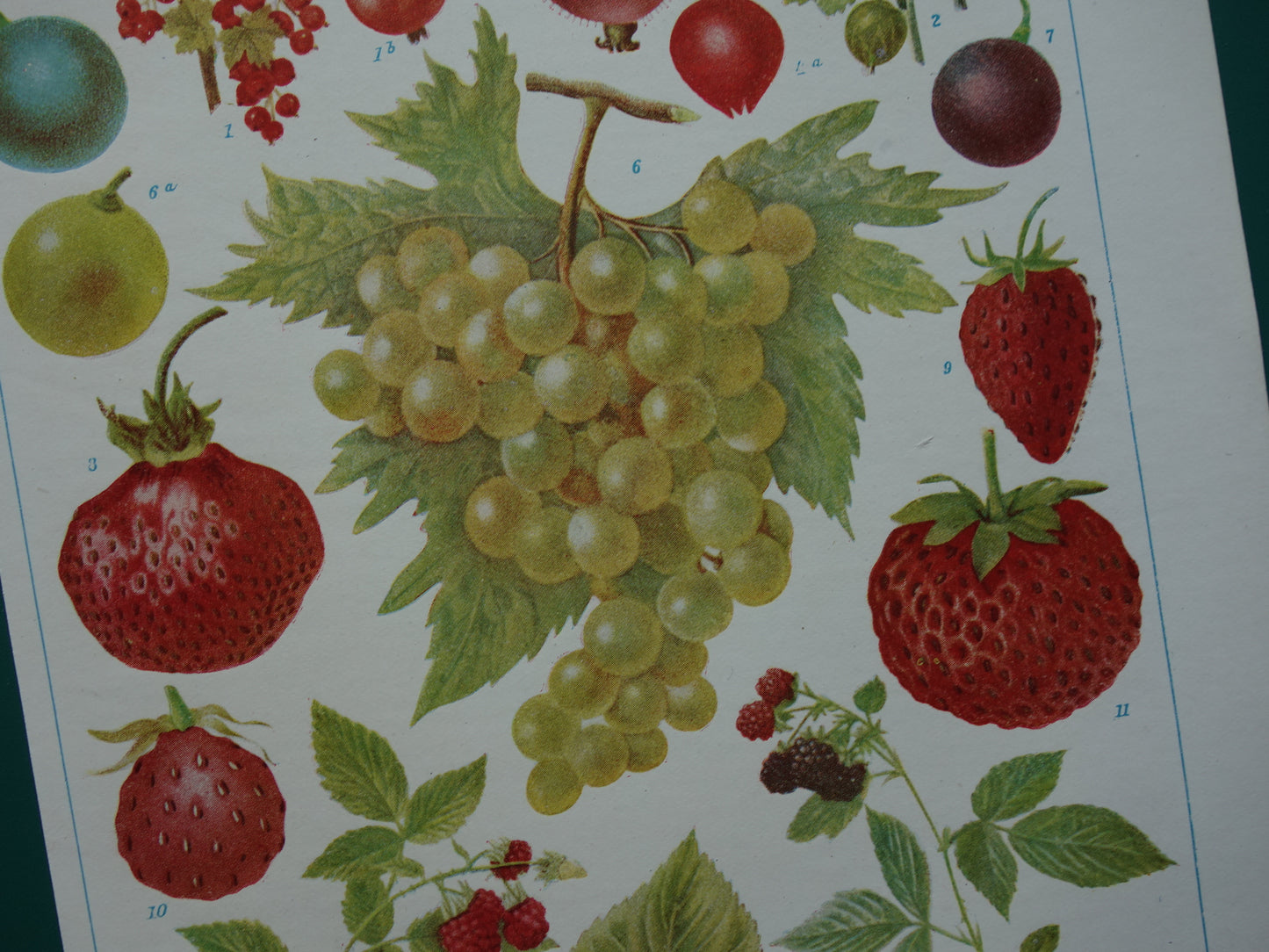 Druiven oude botanische prent uit het jaar 1921 originele antieke fruit illustratie aardbei framboos aalbes