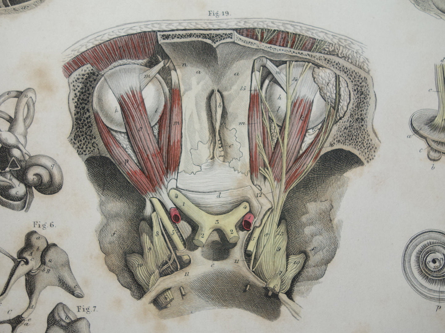 Oude anatomie print over ogen en oren 1871 Antieke prent Vintage anatomische illustratie menselijk oog en oor
