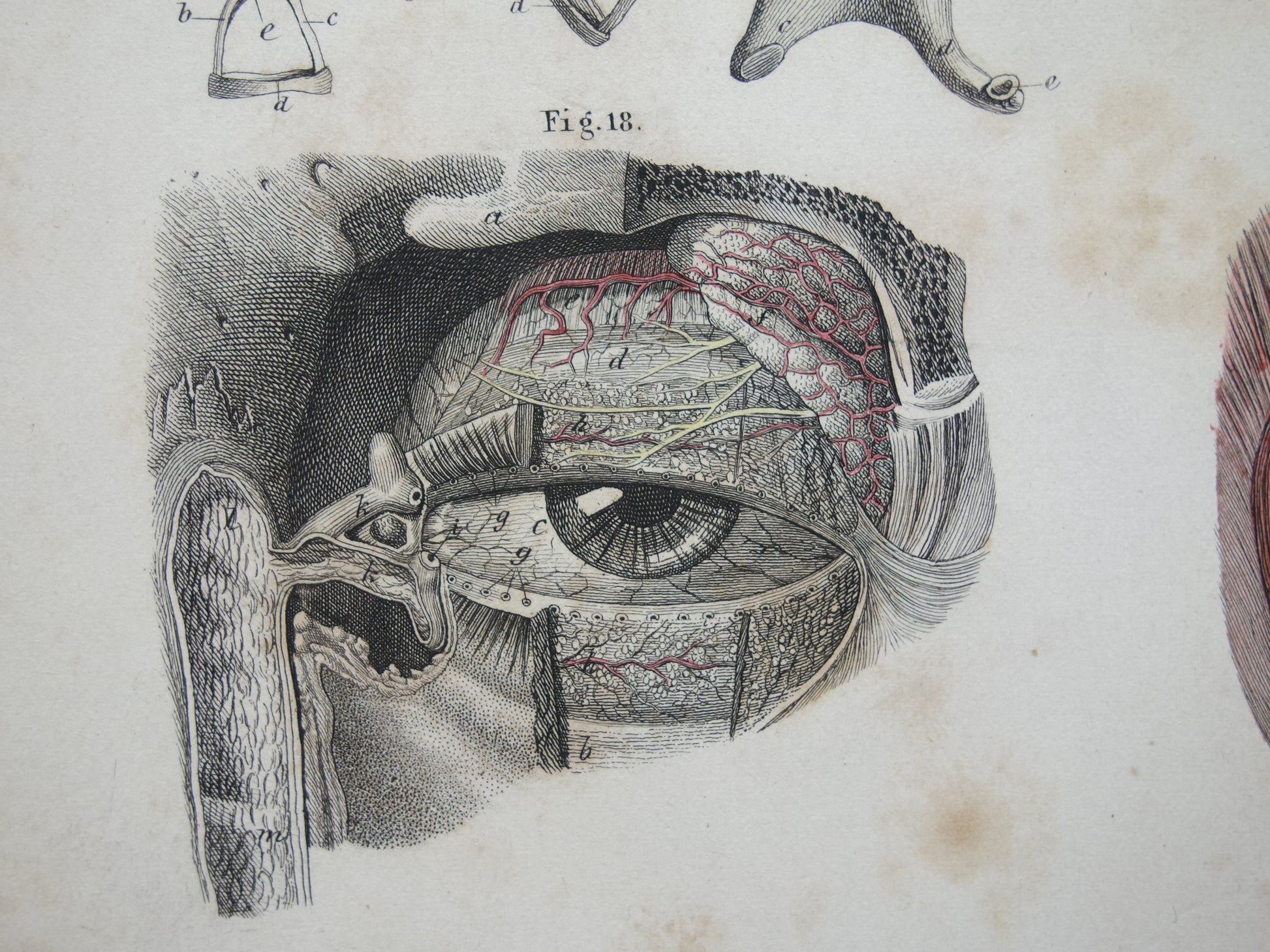 anatomische prent kopen van oog ogen