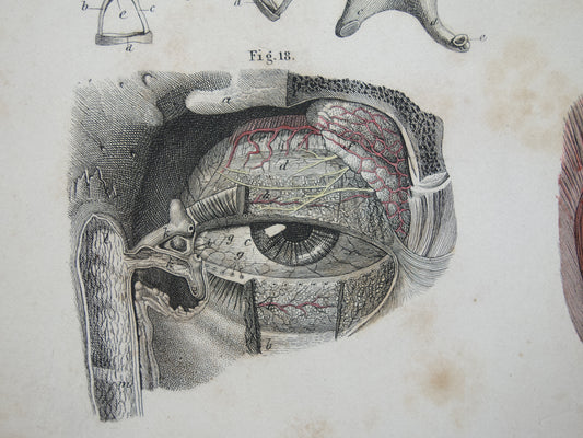 anatomische prent kopen van oog ogen