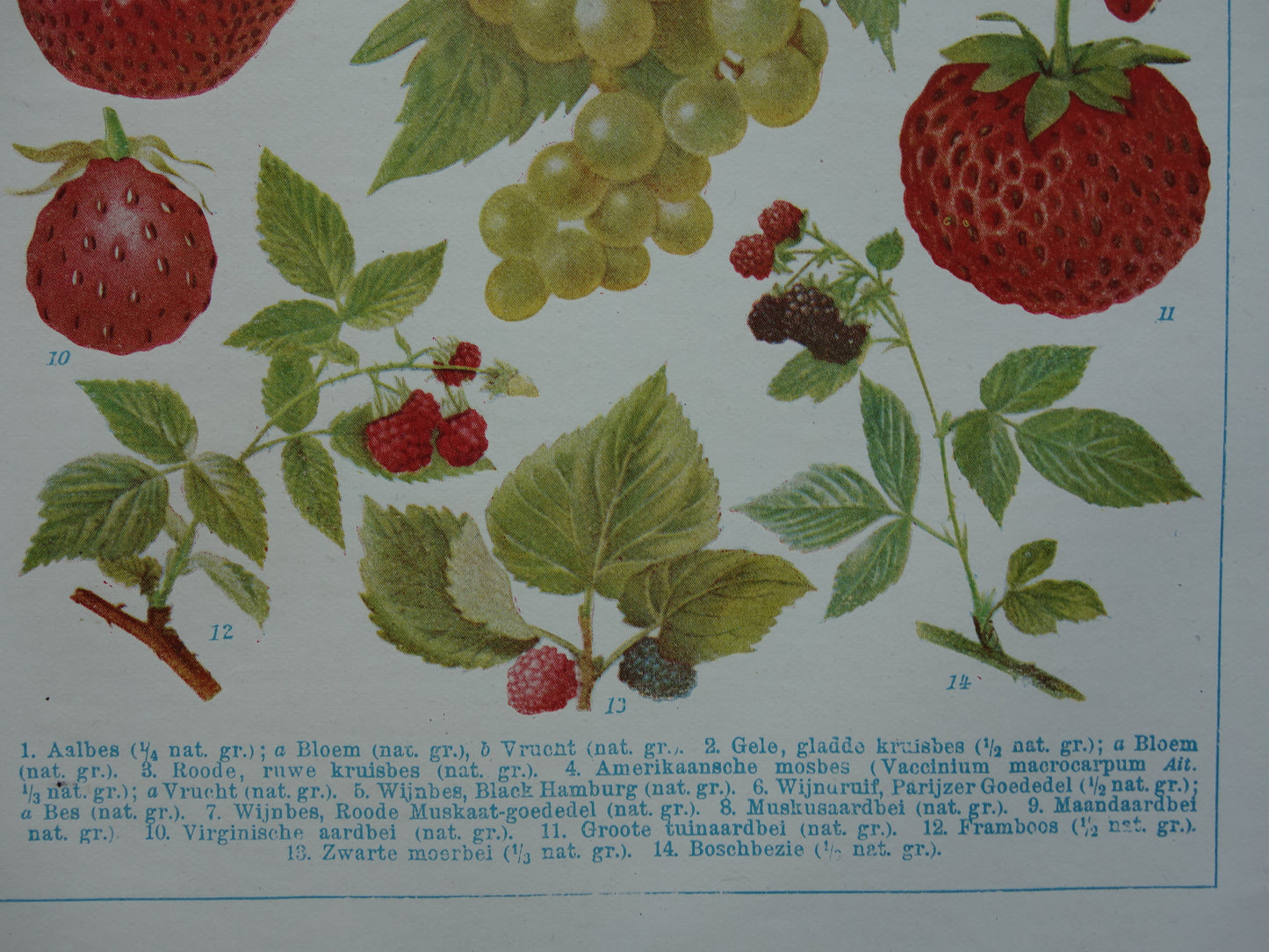 Druiven oude botanische prent uit het jaar 1921 originele antieke fruit illustratie aardbei framboos aalbes