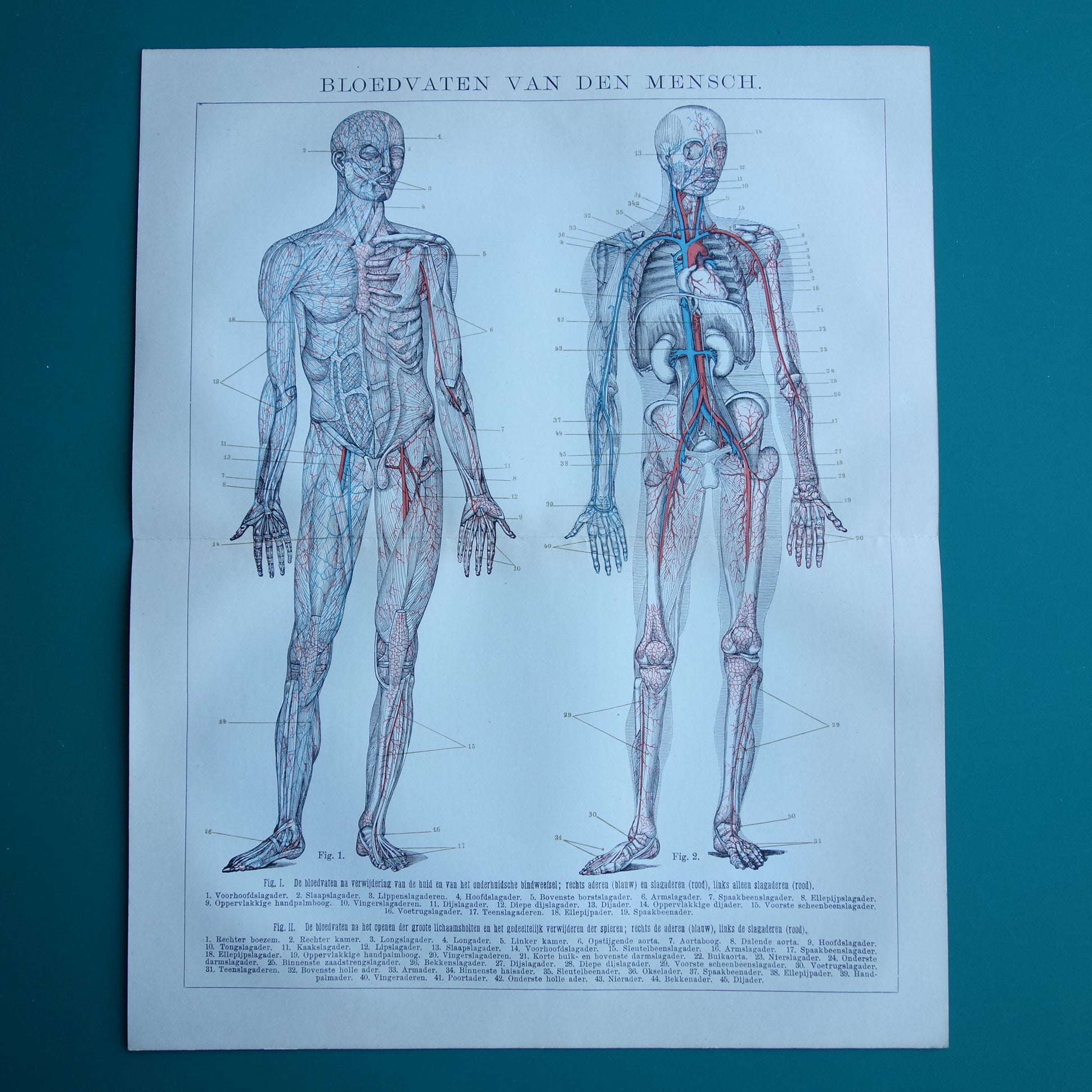 bloedsomloop van de mens illustratie vintage 