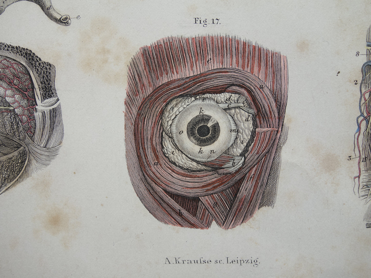 Oude anatomie print over ogen en oren 1871 Antieke prent Vintage anatomische illustratie menselijk oog en oor