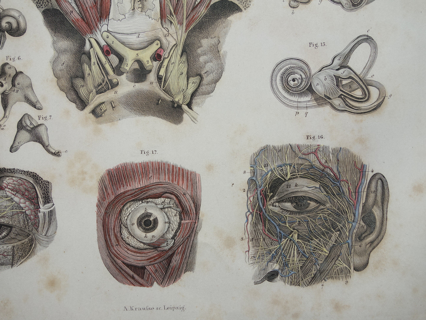 Oude anatomie print over ogen en oren 1871 Antieke prent Vintage anatomische illustratie menselijk oog en oor