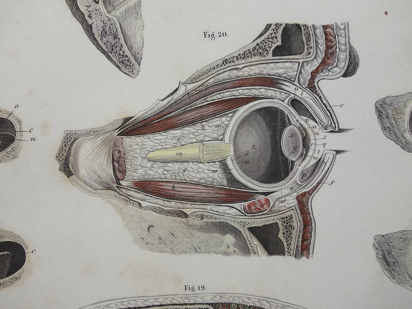 Oude anatomie print over ogen en oren 1871 Antieke prent Vintage anatomische illustratie menselijk oog en oor