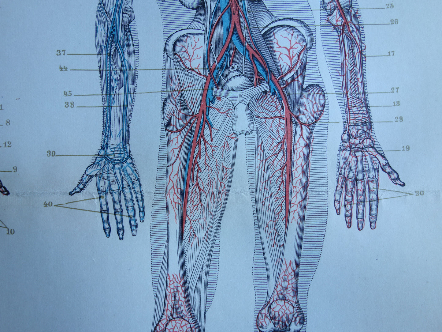 BLOEDVATEN Oude Anatomie Prent 1915 Originele antieke Nederlandse anatomische illustratie vintage print bloedsomloop