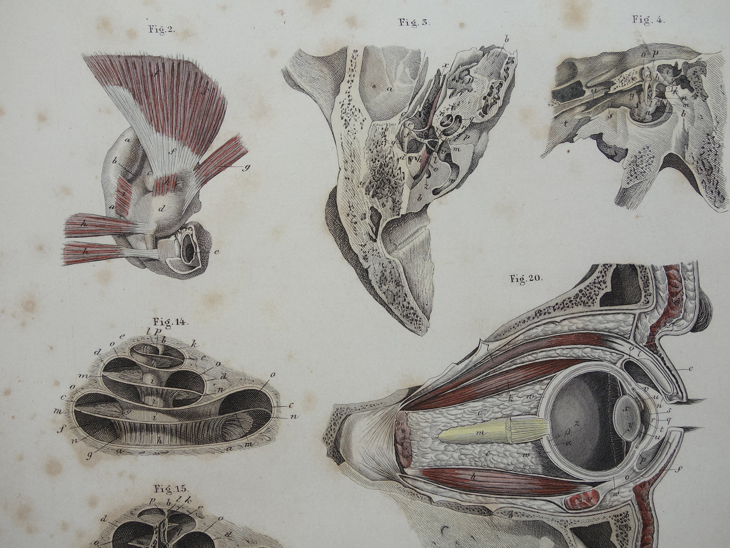 Oude anatomie print over ogen en oren 1871 Antieke prent Vintage anatomische illustratie menselijk oog en oor