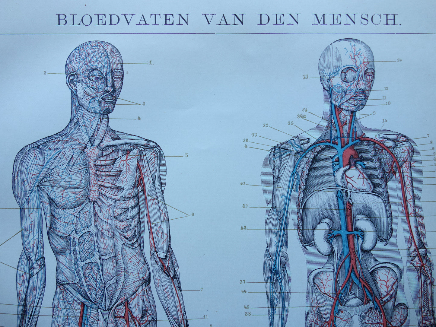 BLOEDVATEN Oude Anatomie Prent 1915 Originele antieke Nederlandse anatomische illustratie vintage print bloedsomloop
