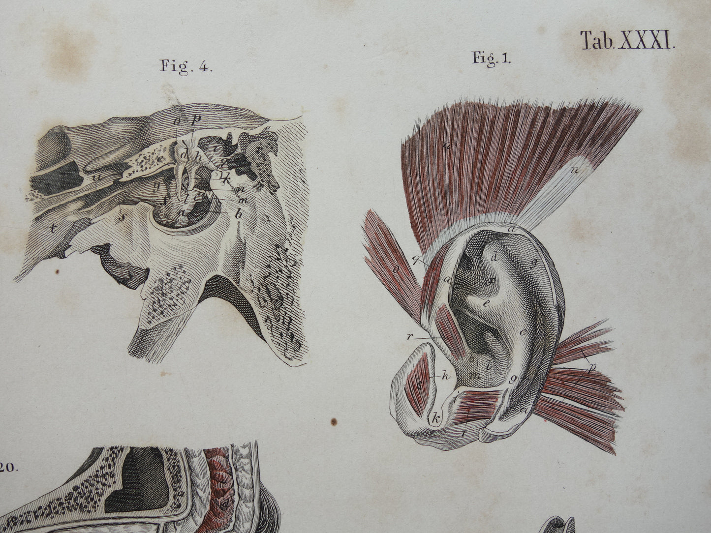 oren anatomie vintage gravure kopen